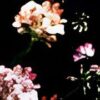 rote Blumen